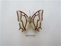 藏品(小雙尾蛺蝶)的圖片